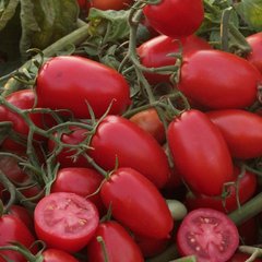 Семена томата (помидора) Брисколино F1, 1000 шт