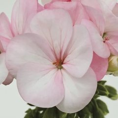 Семена цветов пеларгонии садовой Пинто F1, 100 шт, бело-розовый