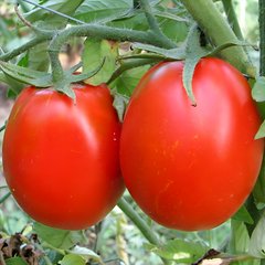 Семена томата (помидора) Де Барао царское красный, 0,1 г