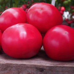 Семена томата (помидора) Макан F1