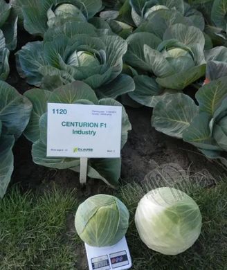 Семена белокочанной капусты Центурион F1, 2500 шт