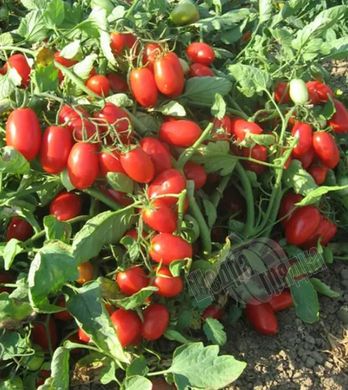 Семена томата (помидора) Брисколино F1