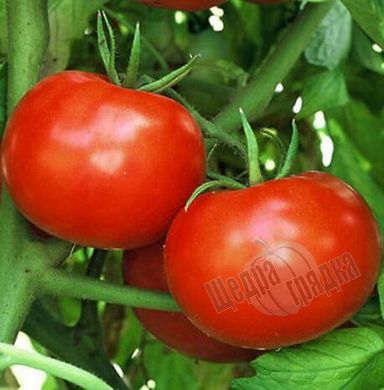 Семена томата (помидора) Тайпринц F1