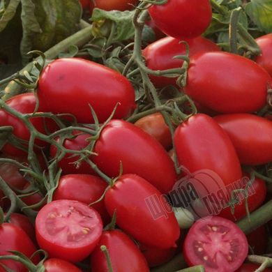 Насіння томату (помідора) Брісколіно F1, 1000 шт