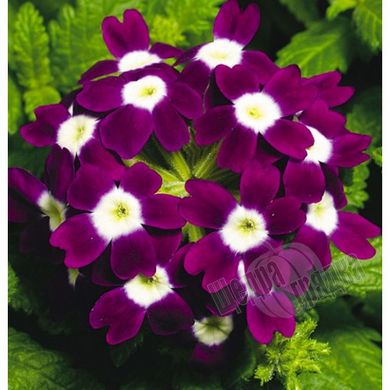 Семена цветов вербены Каскад F1, 50 шт, пурпурный с глазком