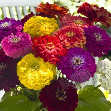 Насіння квітів цинії витонченої Гіганти Бенарі, 100 шт, суміш