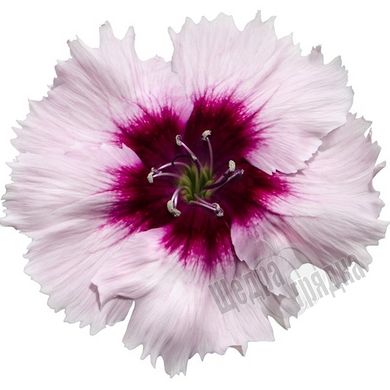 Насіння квітів гвоздики Діана F1, 100 шт, білий з пурпуровим вічком
