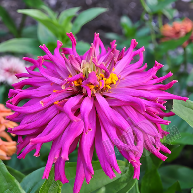 Насіння квітів цинії витонченої Кактус (Floragran), 10 шт, ліловий