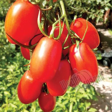 Насіння томату (помідора) Брісколіно F1, 10 шт