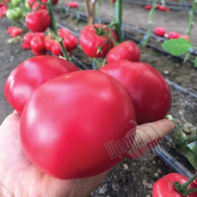 Насіння томату (помідора) Макан F1