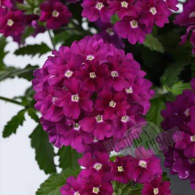 Насіння квітів вербени гібридної (W. Legutko), 3 г., маджента