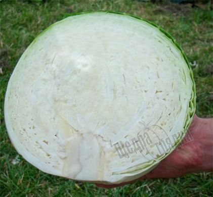 Семена белокочанной капусты Центурион F1, 2500 шт