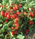 Насіння томату (помідора) Брісколіно F1