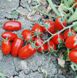Насіння томату (помідора) Брісколіно F1