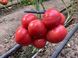 Насіння томату (помідора) Макан F1