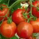 Насіння томату (помідора) Тайпринц F1