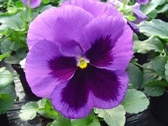 Семена цветов виолы виттроки Марипоса F1, 100 шт, пурпурный