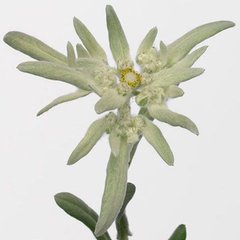 Семена цветов эдельвейса Эверест