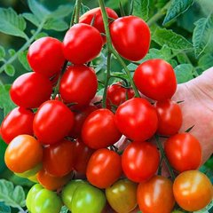 Семена томата (помидора) Черри красный