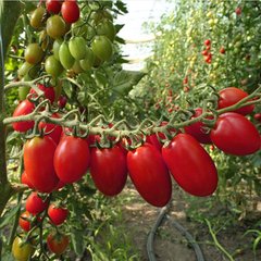 Семена томата (помидора) Тути Фрути F1