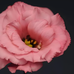 Насіння квітів еустоми Flare F1, 100 шт (драже), rose deep