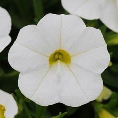 Насіння квітів калібрахоа Каблум F1, 50 шт (драже), білий
