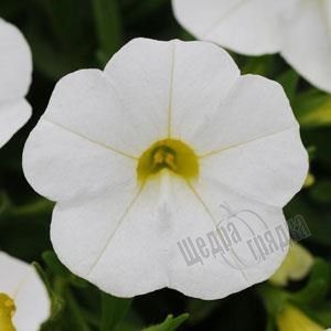 Семена цветов калибрахоа Каблум F1, 50 шт (драже), белый