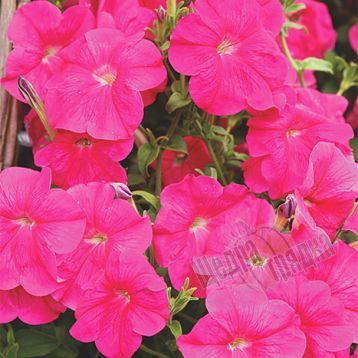 Насіння квітів петунії ампельної Лавина F1, 10 шт (драже), рожевий