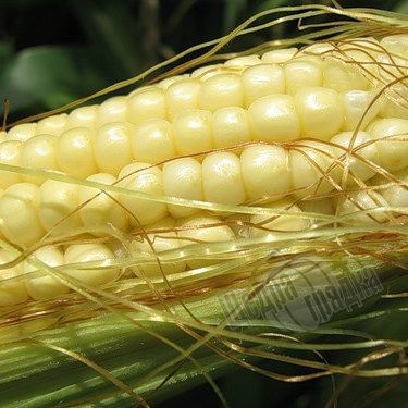 Семена кукурузы Голден Кроун F1