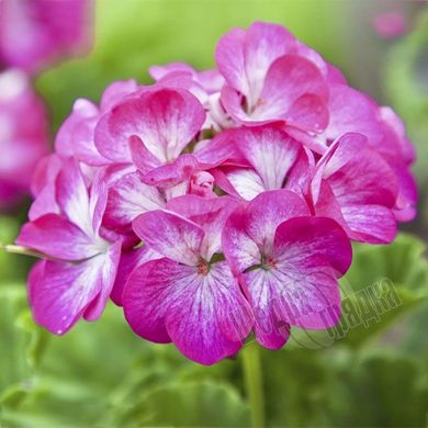Семена цветов пеларгонии садовой Бордюр, 10 шт, двухцветный