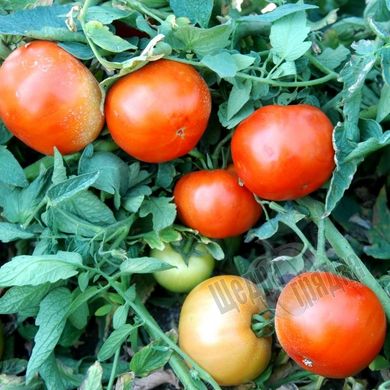 Насіння томату (помідора) Уракан F1