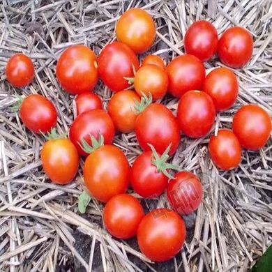 Насіння томату (помідора) Черрі червоний