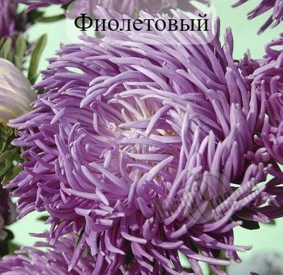 Семена цветов астры Ювель, 2 г, фиолетовый