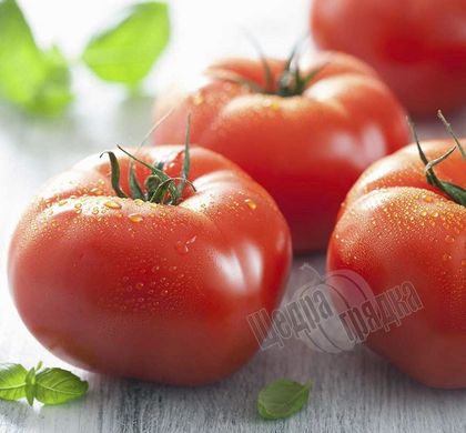 Насіння томату (помідора) Уракан F1