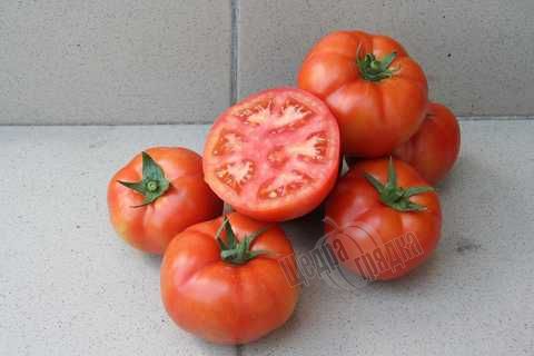 Семена томата (помидора) Уракан F1