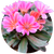 Семена цветов левизии