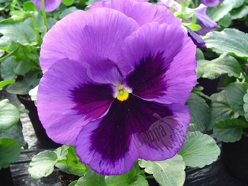 Семена цветов виолы виттроки Марипоса F1, 100 шт, пурпурный