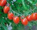 Насіння томату (помідора) Туті Фруті F1