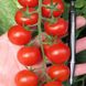 Насіння томату (помідора) Черрі червоний
