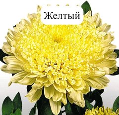 Семена цветов астры Матадор, 500 шт, желтый