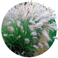 Семена декоративных злаковых растений