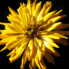 Насіння квітів цинії витонченої Кактус (Floragran), 10 шт, жовтий