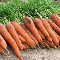 Насіння моркви Колтан F1