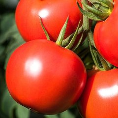 Семена томата (помидора) Дебют F1
