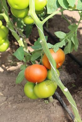 Семена томата (помидора) Уманья F1
