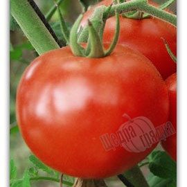 Насіння томату (помідора) Пріма F1