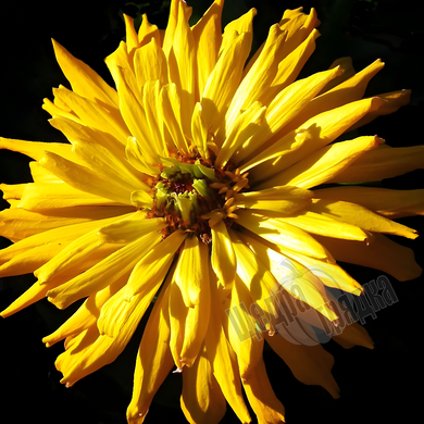 Семена цветов циннии изящной Кактус (Floragran), 10 шт, желтый
