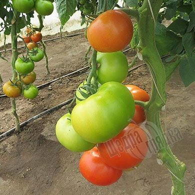 Насіння томату (помідора) Уманья F1