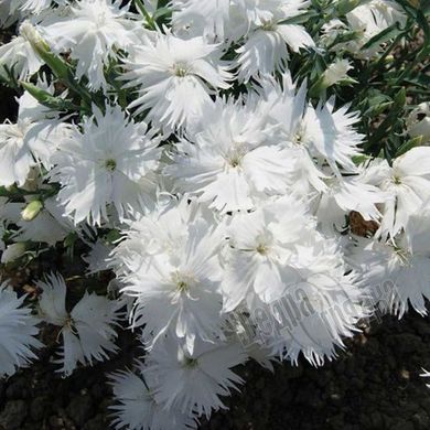 Семена цветов гвоздики Супра F1, 100 шт, белый