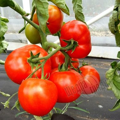 Насіння томату (помідора) Дебют F1